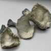 Albino Rollercoaster Mushrooms (ARC)
