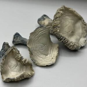 Albino Rollercoaster Mushrooms (ARC)