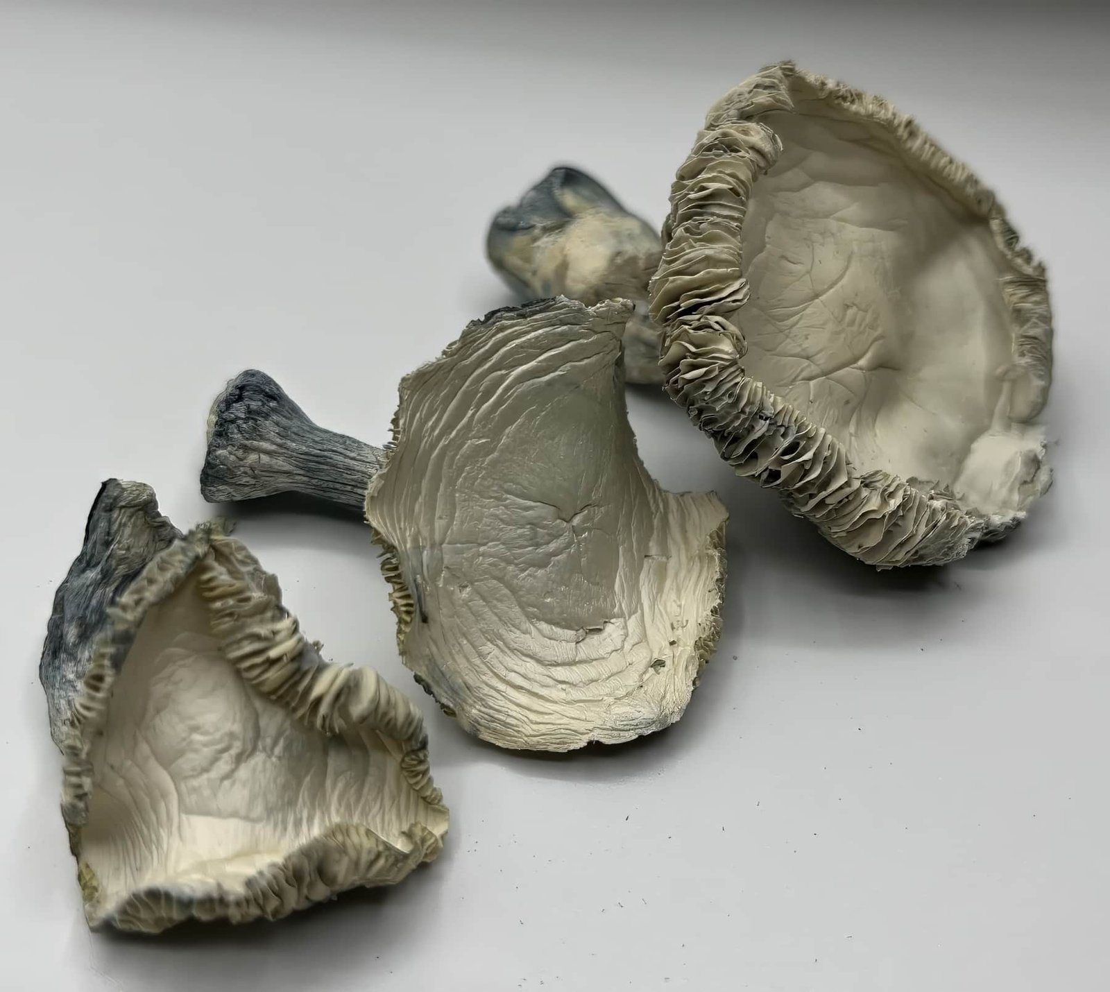 Albino Rollercoaster Mushrooms (ARC)