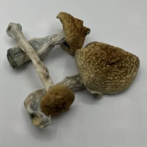 African Envy Mushrooms
