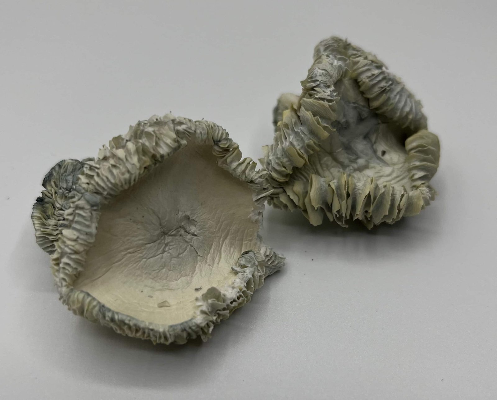 Albino Hualta Mushrooms