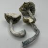 Albino JMF Mushrooms
