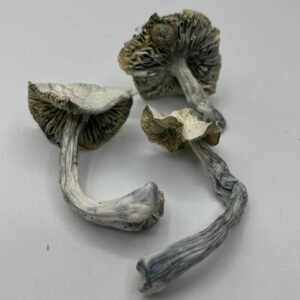 Albino JMF Mushrooms