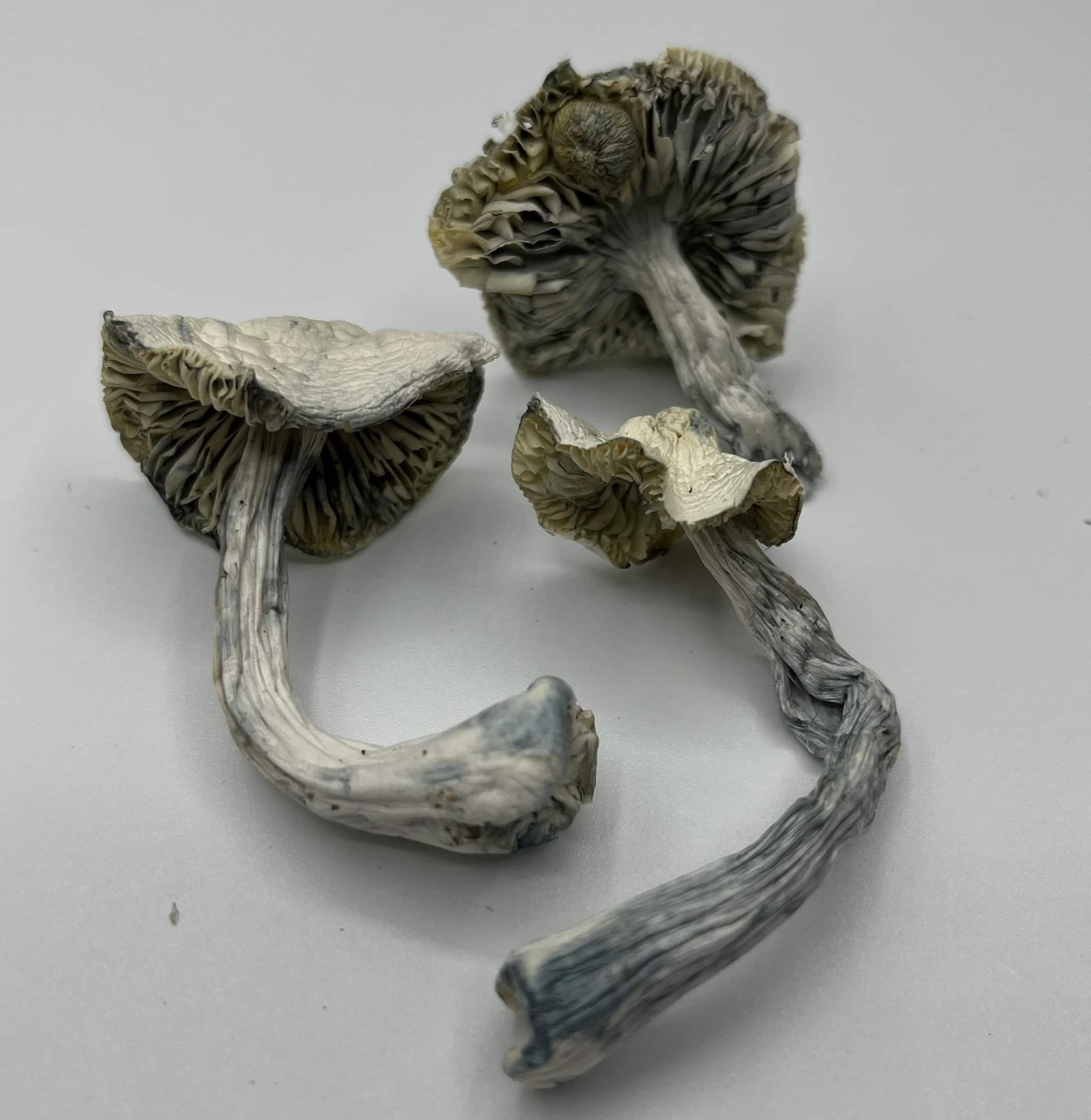 Albino JMF Mushrooms
