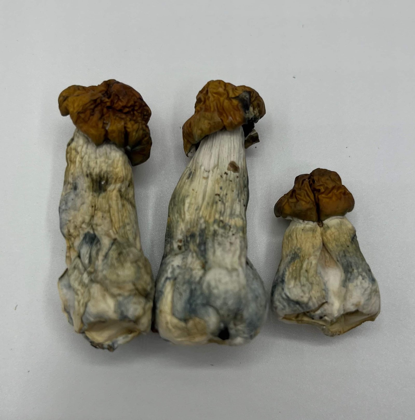 Blue Meanies Mushrooms