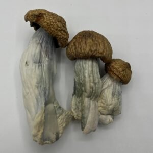 DC Mac Mushrooms