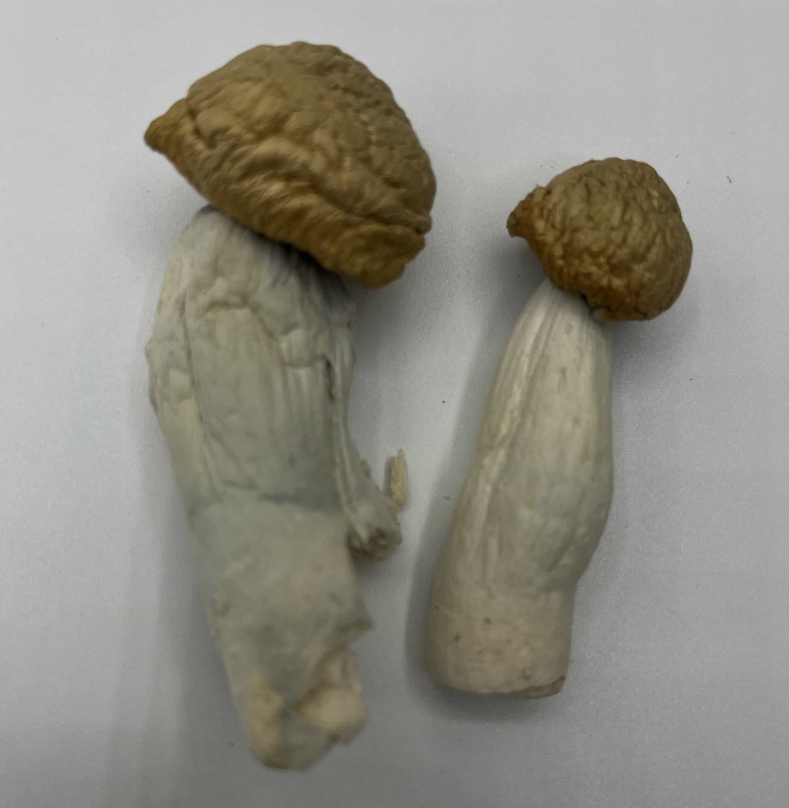 Juggernaut Mushrooms