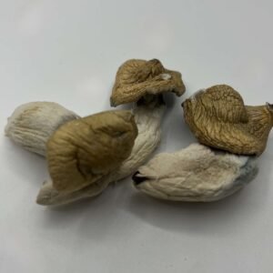 Malabar Mushrooms
