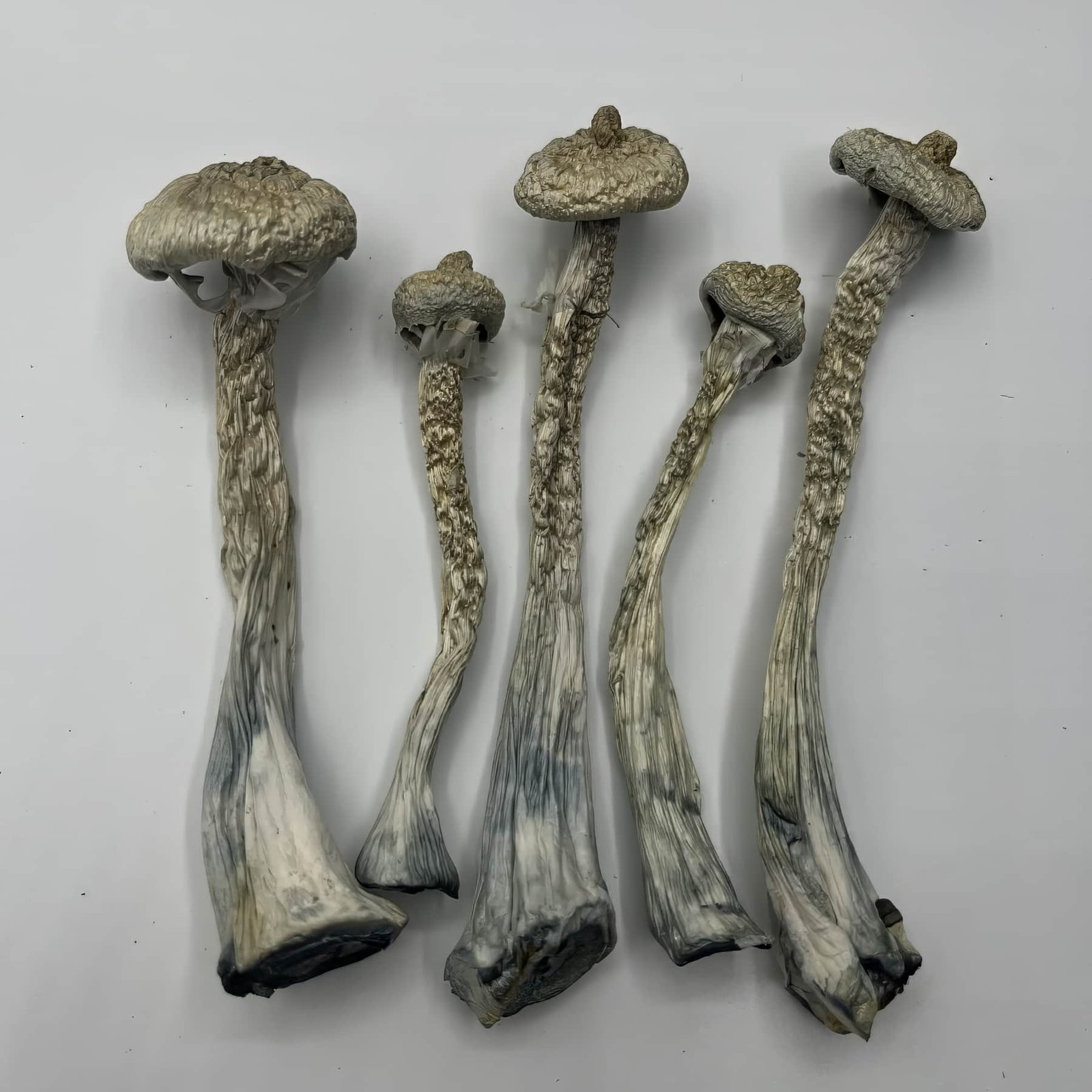 Moby Dick Mushrooms