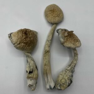 Natelensis Mushrooms