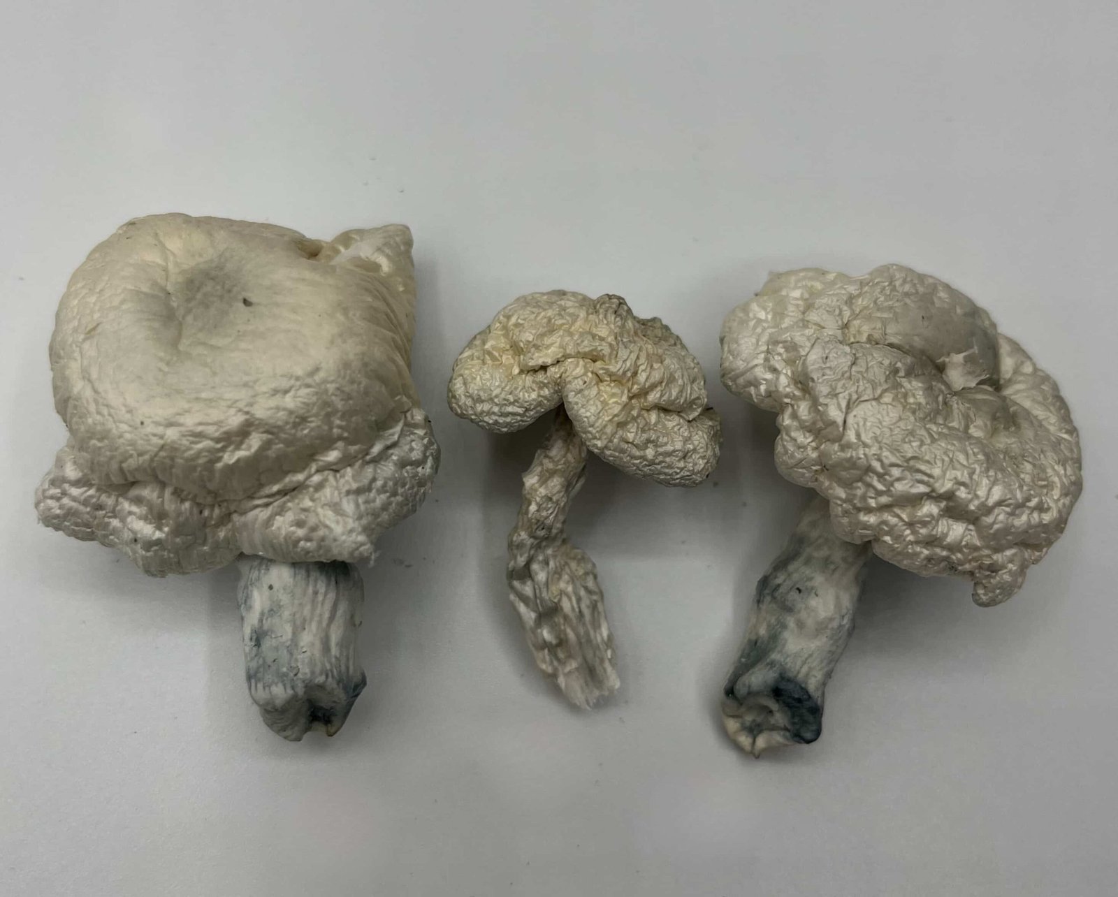 Phobos Mushrooms