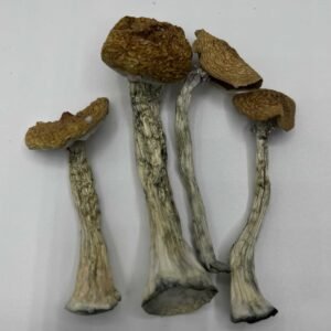 Z Mushrooms