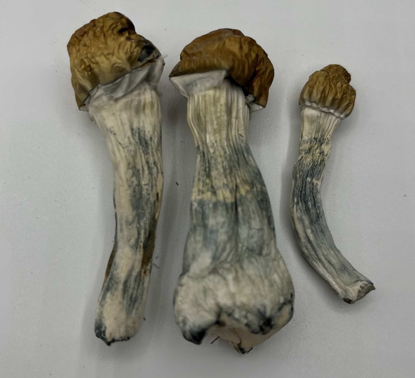 Melmac Mushrooms