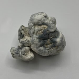 Merinque Mushrooms