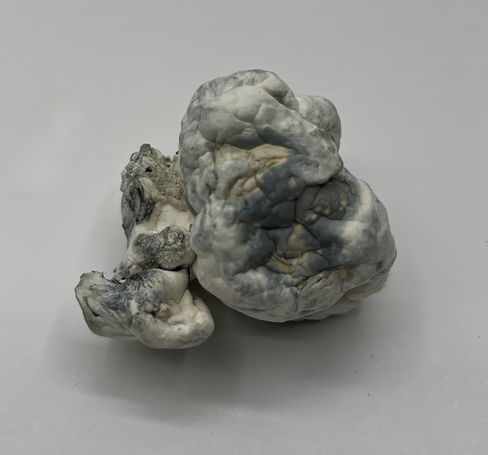 Merinque Mushrooms