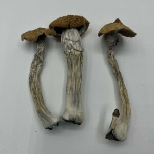 Texas Wild Mushrooms